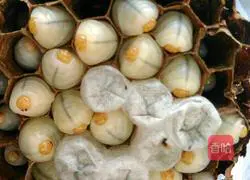 Illustration of how to make fried bee pupae 3