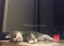 Illustration of how to stew crucian carp and tofu 3