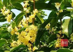 Illustration of how to make osmanthus meat 5