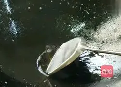 Noodles and side dishes illustration 3