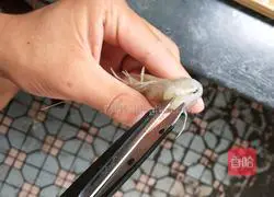 Illustration of braised prawns in oil 3