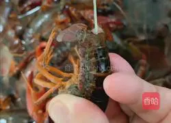 Illustration of how to make spicy crayfish in summer 3