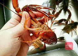 Garlic Illustration of how to make steamed lobster in puree 1