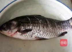 Cool large crucian carp Illustration of how to do it 1