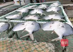 Illustration of how to make steamed dried golden pomfret 2