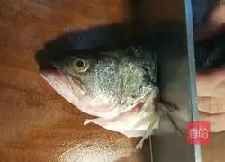 Illustration of how to make squirrel bass 2