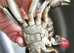 Illustration of how to make steamed June yellow shrimp with baby shrimp 2