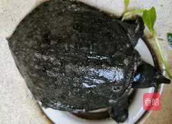 Illustration of how to steam wild turtle 1