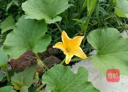 Illustration of how to make stuffed pumpkin flowers 1