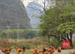 Illustration of country salt-baked chicken 1