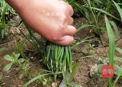 Illustration of how to make fried leeks with whitebait 1