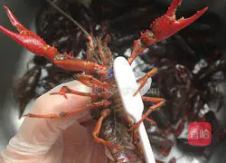 Garlic crayfish Illustration of how to make lobster 1