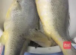 Yellow Croaker Story How-To Illustration 1