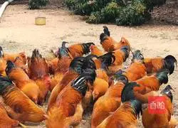 How to make white-cut capon Illustration 1