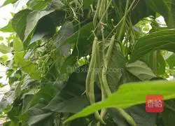 Illustration of how to make fried shredded kidney beans with bacon 1