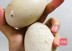 Spring Buds and Goose Eggs Spring Recipe Illustration 2