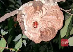 Illustration of how to make fried bee pupae 1