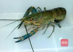 Illustration of how to make steamed garlic lobster 1