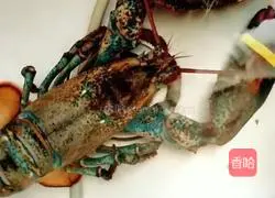 Boston lobster three Illustration of how to eat 1