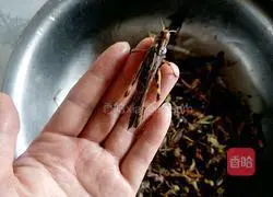 Illustration of how to make high-protein crispy fried grasshoppers 2