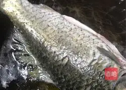 Illustration of how to cook crucian carp in pot with kelp and tofu 3