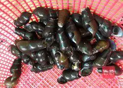 Illustration of braised snails in vinegar 2