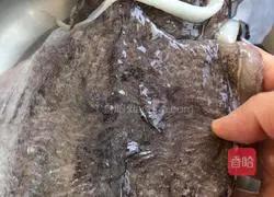 Illustration of how to make spiced cuttlefish 2