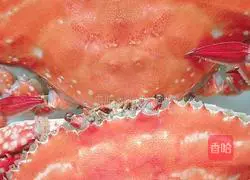 Hibiscus crab Illustration of how to do fighting 2