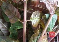 Illustration of how to make fried toon and goose eggs 1