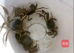Illustration of how to make steamed crabs 2