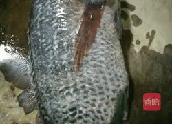 Braised beer fish recipe 1