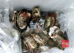 Super simple grilled oysters (oven version) illustration 1