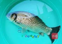 Illustration of how to cook whole fish (more than enough every year) 2