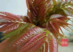 Illustration of how to make toon eggs 1