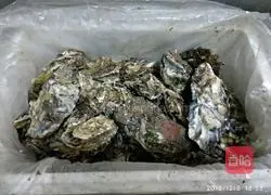 Illustration of how to make steamed oysters 1