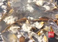 Illustration of how to make fried scallops with mushroom sauce 4