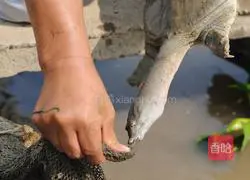 Illustration of how to make braised turtle 3