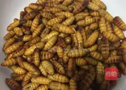 Illustration of spicy fried pupae 1