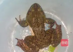 Illustration of how to make spicy fried bullfrog 1
