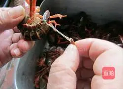 Spicy lobster Practice illustration 3