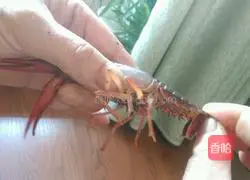 Illustration of how to make spicy lobster tail 3