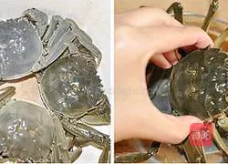 Illustration of how to make spicy hairy crabs 2