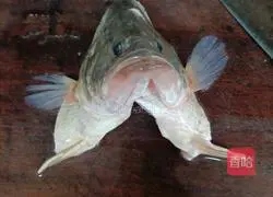 Illustration of how to make squirrel mandarin fish 2