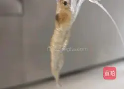 Illustration of how to make fresh fried shrimp 2