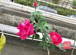 Rose Egg Recipe Illustration 1