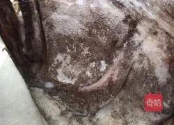 Illustration of how to make steamed opium fish head 2