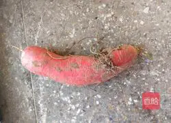 Illustration of how to make radish balls 1