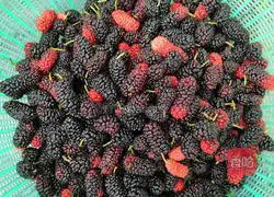 Illustration of how to make mulberry wine 2