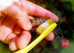 Spicy lobster tail recipe 4