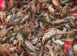 Spicy lobster recipe 1